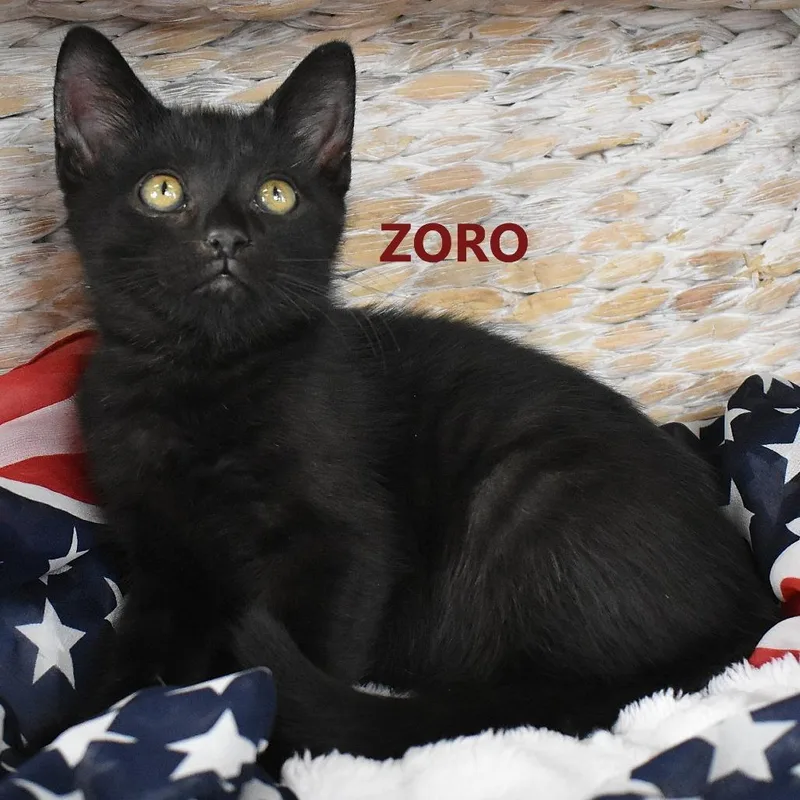 Zoro thumbnail 6
