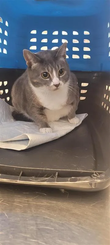 An adult small-sized female Domestic Short Hair cat named Bunz for adoption in West Chester, PA