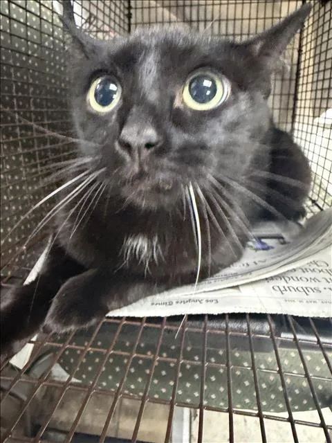 A senior small-sized female Domestic Short Hair cat named Paris for adoption in Van Nuys, CA