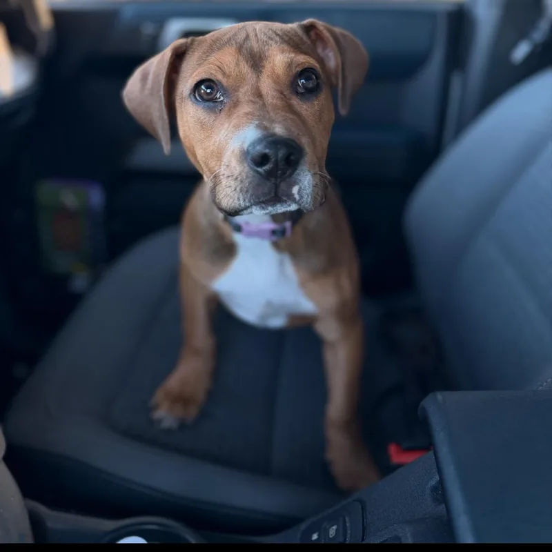 A baby medium-sized female Brown / Chocolate Hound dog named Mia for adoption in CHURCHVILLE, NY