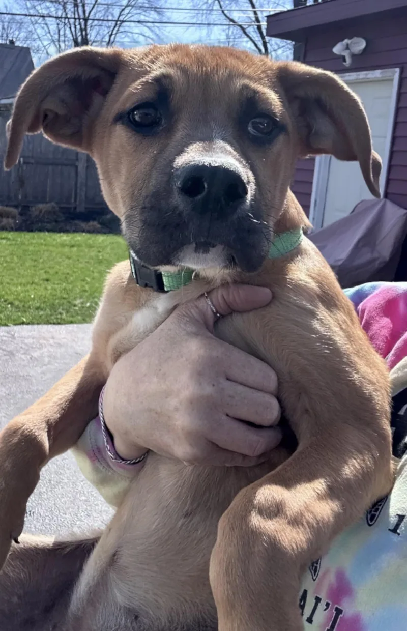 A baby medium-sized female Yellow / Tan / Blond / Fawn Labrador Retriever dog named Roses for adoption in Wonder Lake, IL