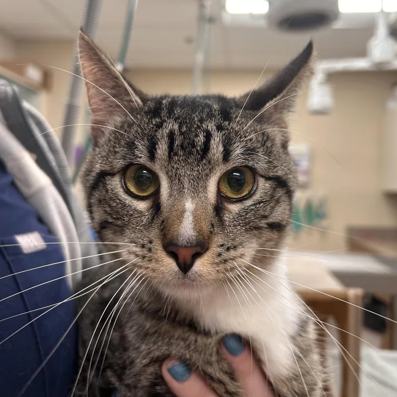A young medium-sized male Brown / Chocolate Domestic Short Hair cat named Homer D. Poe for adoption in Reno, NV
