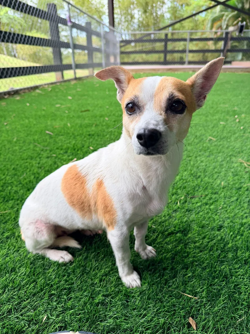 An adult small-sized female Yellow / Tan / Blond / Fawn Mixed Breed dog named Rosie for adoption in Brooklyn, NY