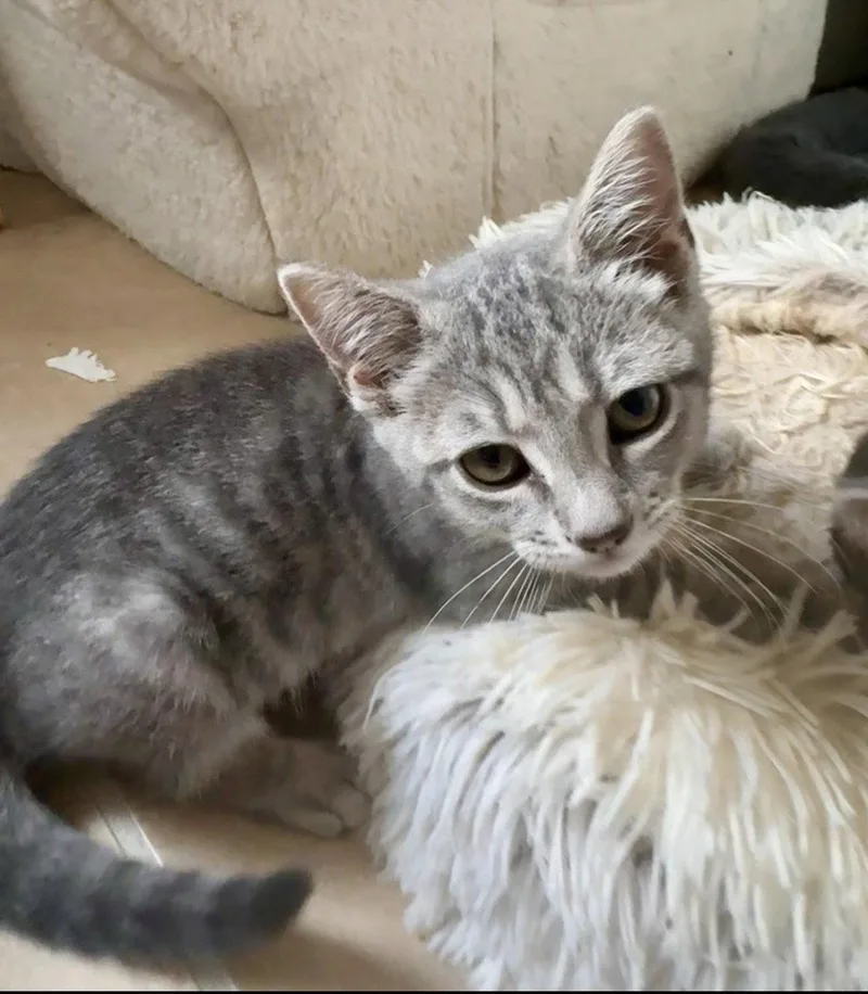 A baby medium-sized female Tabby cat named Minnie for adoption in Royal Palm Beach, FL