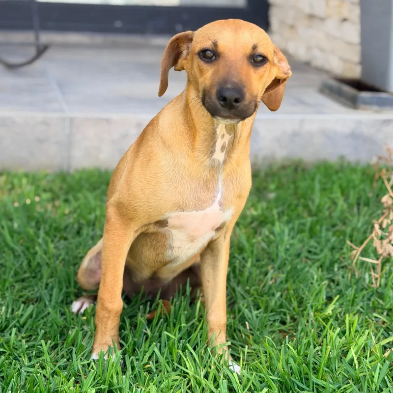 A young small-sized female Terrier dog named Paloma for adoption in Manvel, TX