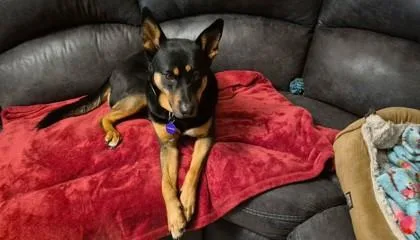 An adult medium-sized female Cattle Dog dog named Rain for adoption in Kansas City, MO