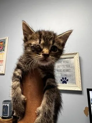 A baby small-sized male Domestic Short Hair cat named McFlurry for adoption in Chamblee, GA