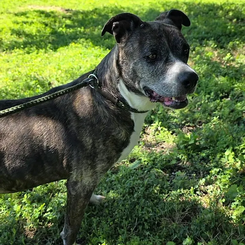 An adult large-sized female Pit Bull Terrier dog named Trouble for adoption in Smithtown, NY
