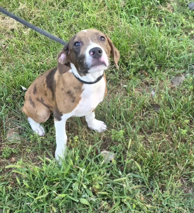 A baby medium-sized male Catahoula Leopard Dog dog named Briggs for adoption in merrillville, IN