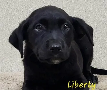 A baby medium-sized female Black Mixed Breed dog named Liberty for adoption in Groveland, MA