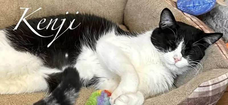 An adult medium-sized male Domestic Short Hair cat named Kenji for adoption in Kent, OH