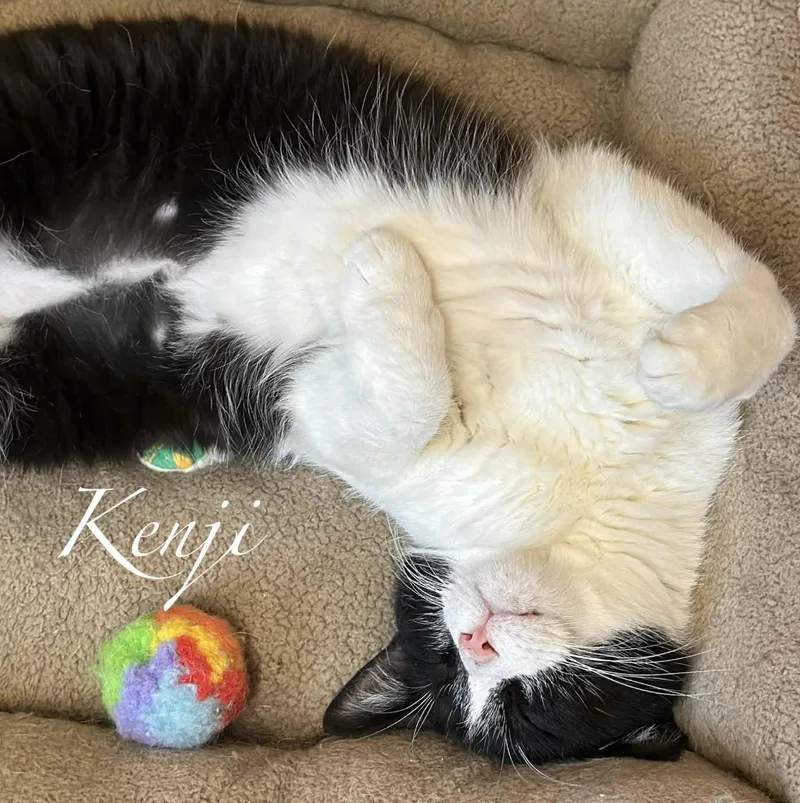 Kenji thumbnail 2