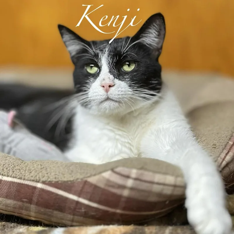 Kenji thumbnail 3