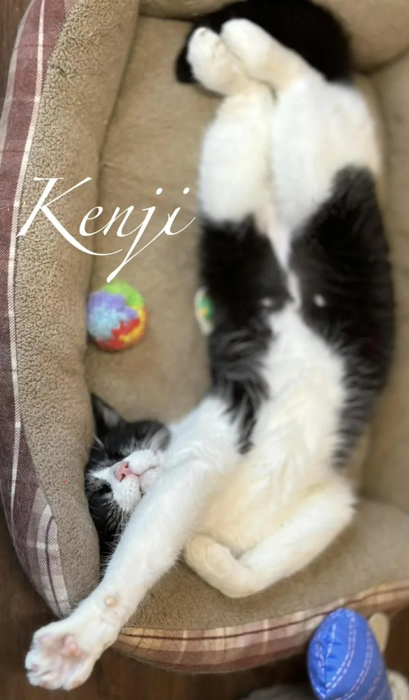 Kenji thumbnail 4