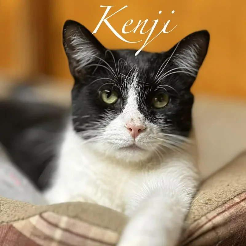 Kenji thumbnail 5
