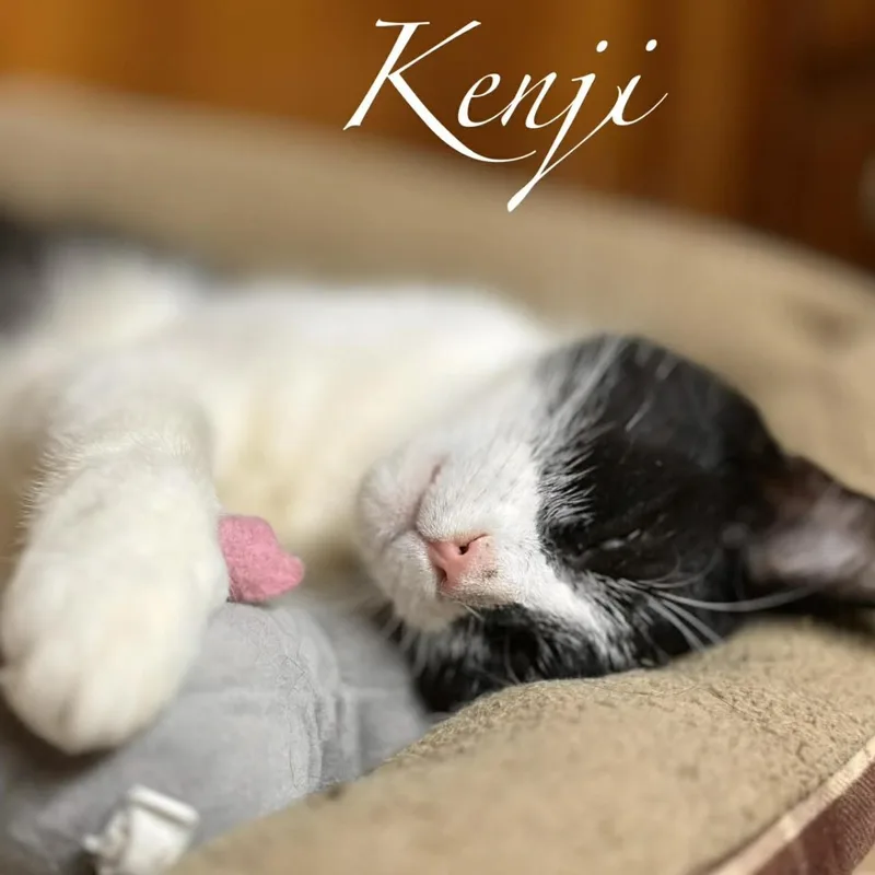 Kenji thumbnail 6