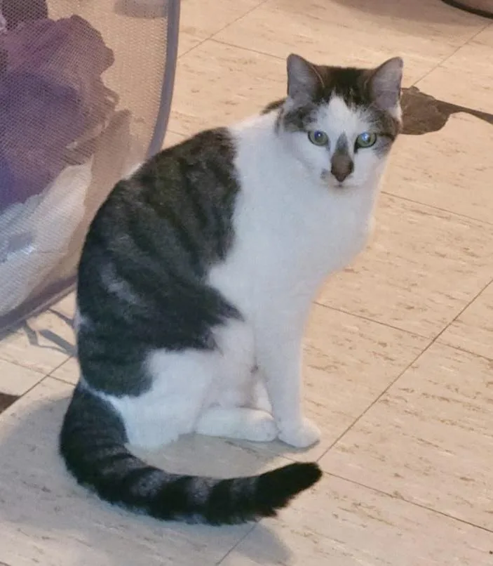 A senior large-sized male White Domestic Short Hair cat named Oscar for adoption in Noble, OK