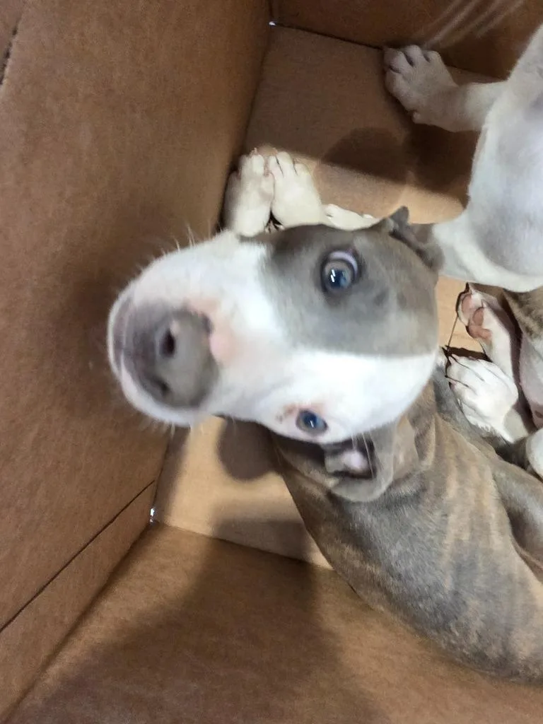 A baby medium-sized male Mixed Breed dog named Nixon for adoption in Bossier City, LA