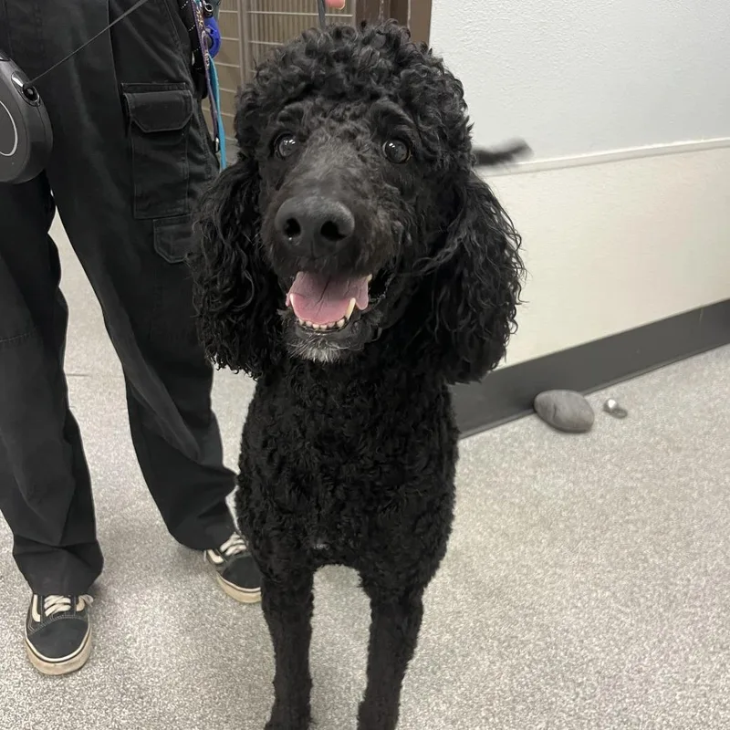 An adult medium-sized male Black Standard Poodle dog named Gus for adoption in Durango, CO