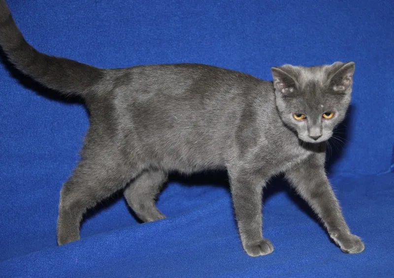 A baby medium-sized male Gray / Blue / Silver Domestic Short Hair cat named Catfish for adoption in Marietta, OH