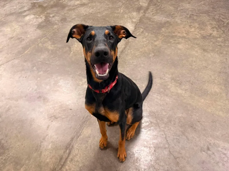A young large-sized male Bicolor Doberman Pinscher dog named Happy for adoption in Indianapolis, IN