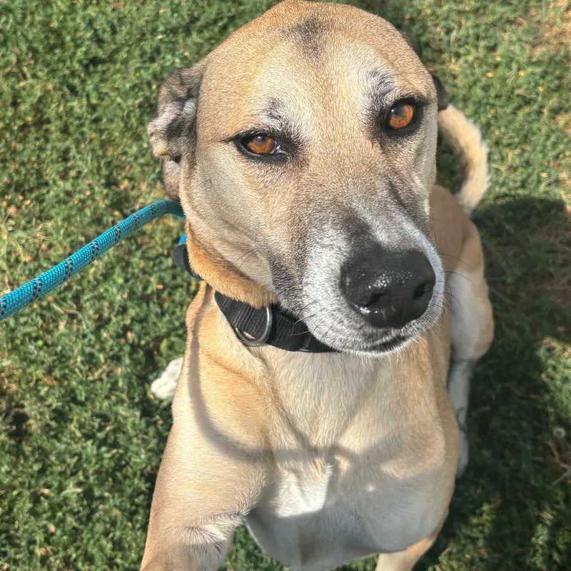 An adult medium-sized male Shepherd dog named Tiny for adoption in Springfield, MO