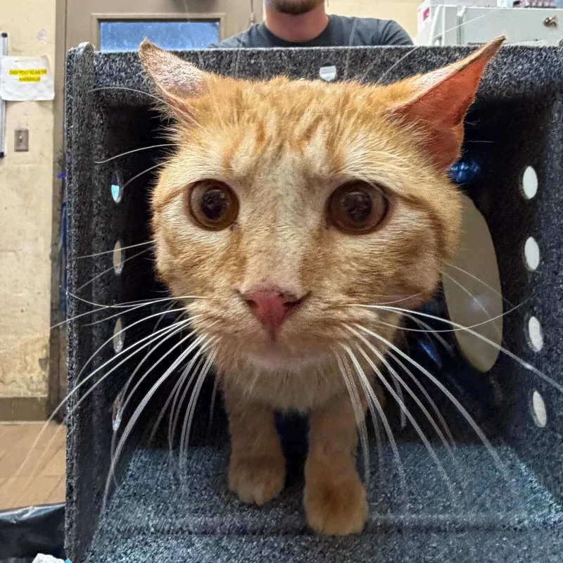 A young medium-sized male Orange / Red Domestic Short Hair cat named Evan for adoption in Birmingham, AL