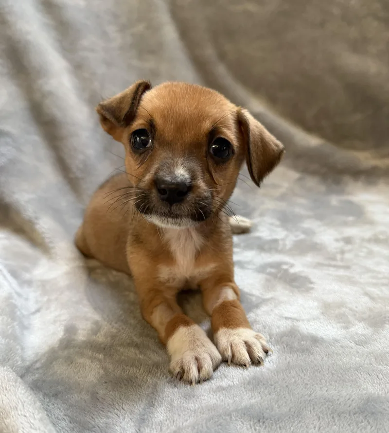 A baby medium-sized female Terrier dog named Bonnie for adoption in Plainfield, IL