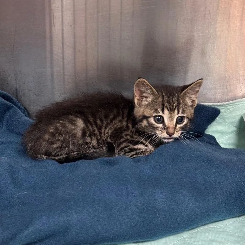 A baby small-sized male Gray / Blue / Silver Domestic Short Hair cat named Strayflatrockroad for adoption in Columbus, GA