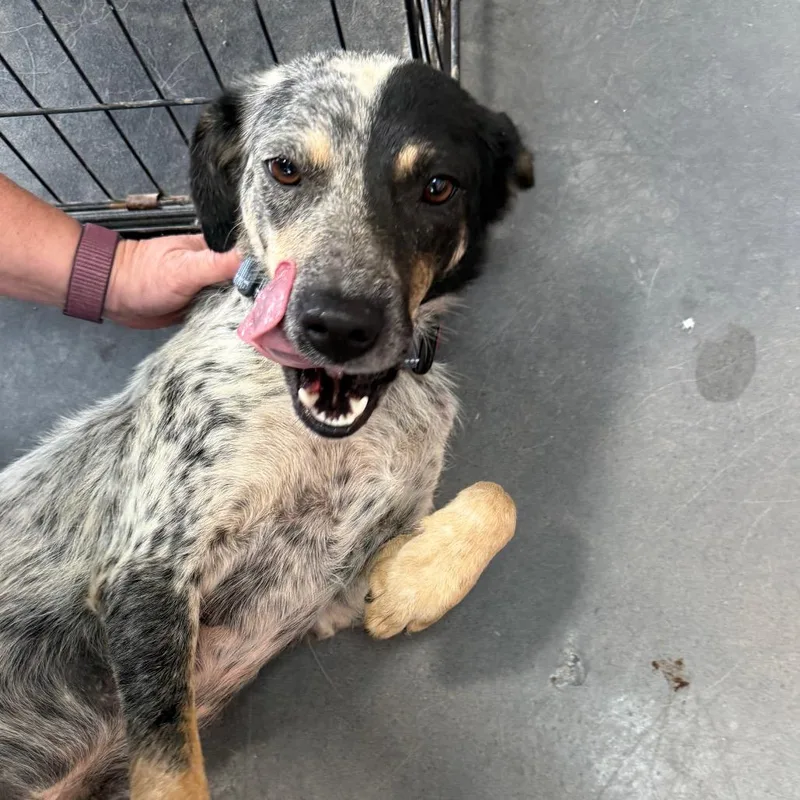 An adult medium-sized female Gray / Blue / Silver Border Collie dog named Kirra for adoption in Normal, IL
