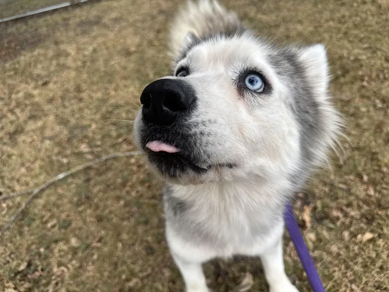 An adult medium-sized male Merle (Blue) Siberian Husky dog named Baku for adoption in Sherman, TX