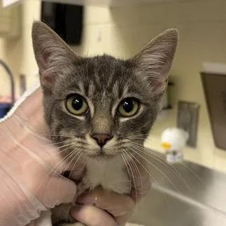 A baby small-sized female Gray / Blue / Silver Domestic Short Hair cat named Wort for adoption in Asheville, NC