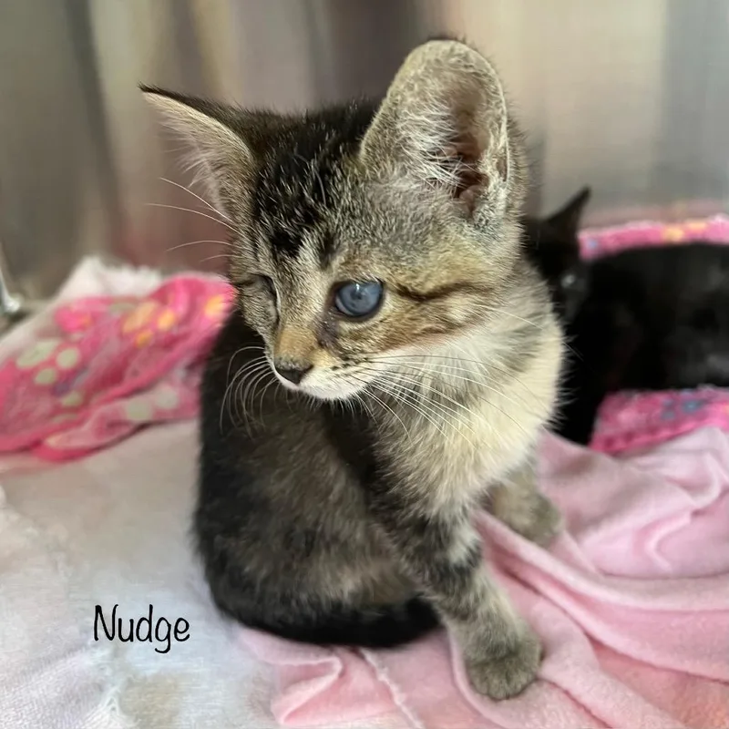 A baby small-sized female Gray / Blue / Silver Domestic Short Hair cat named Nudge for adoption in Madisonville, TN