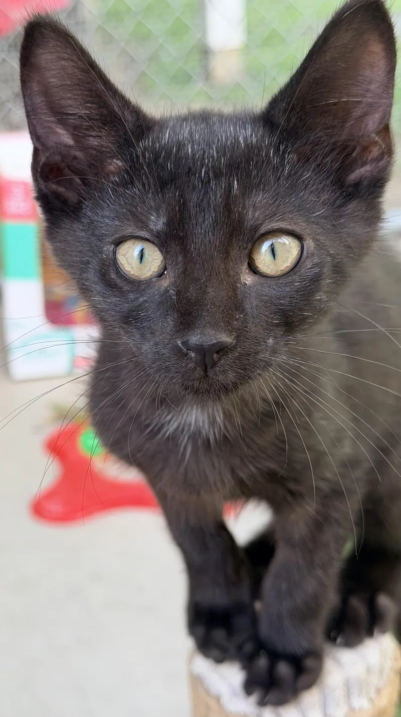 A baby medium-sized male Black Domestic Short Hair cat named Blue Boy for adoption in Pittsburgh, PA