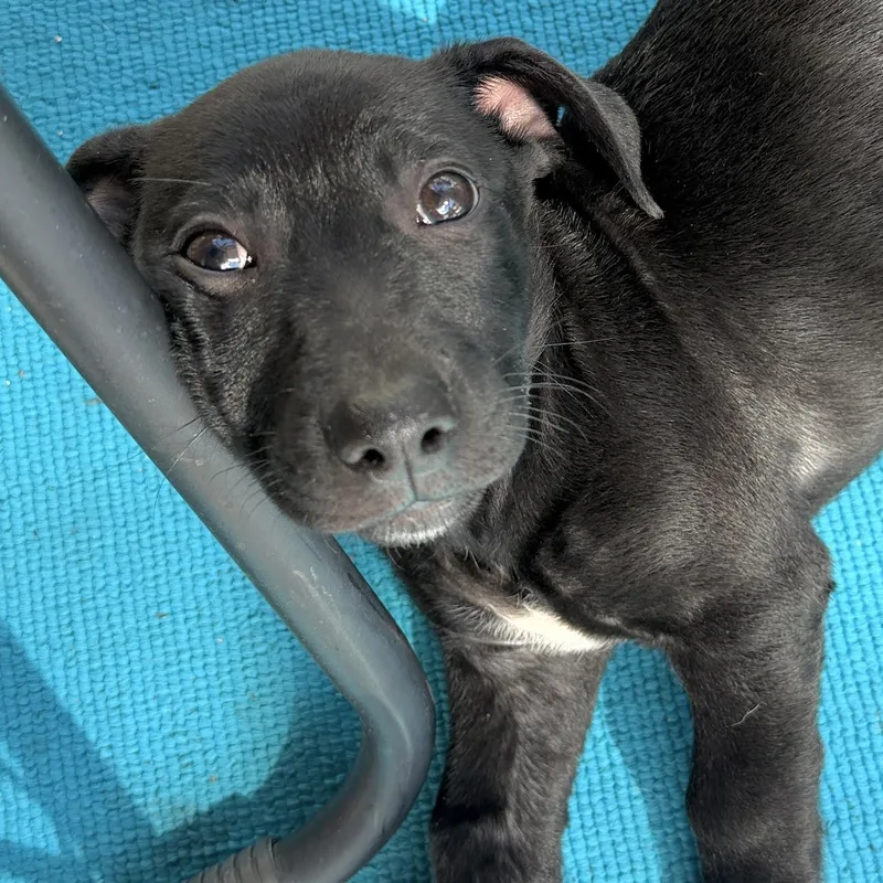 A baby medium-sized female Black Dachshund dog named Wilma for adoption in Prior Lake, MN