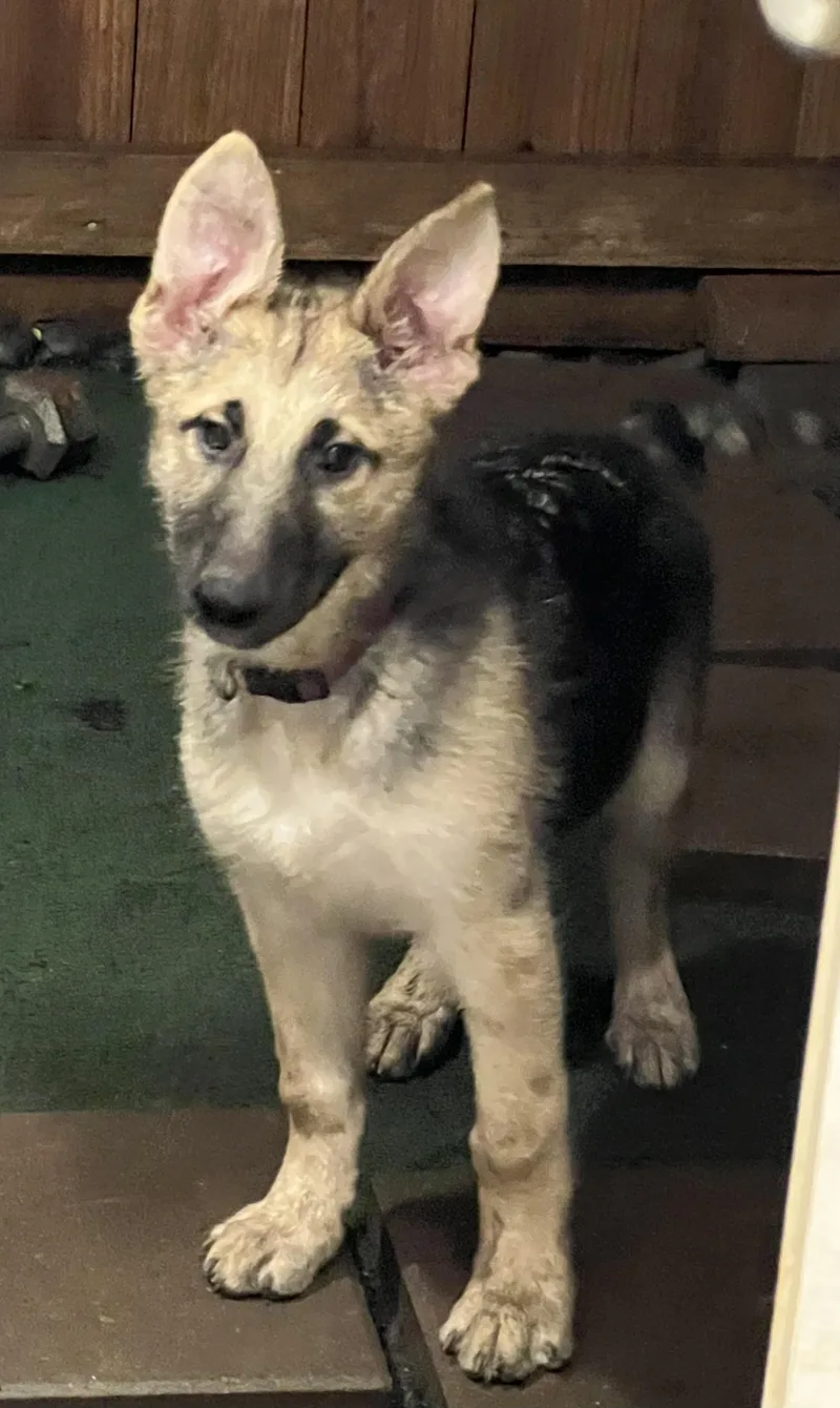 A baby large-sized female Black German Shepherd Dog dog named Sage for adoption in Bellaire, TX