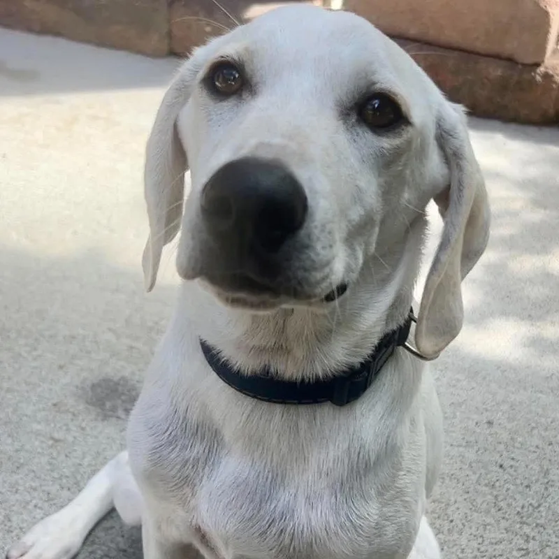 Duke
