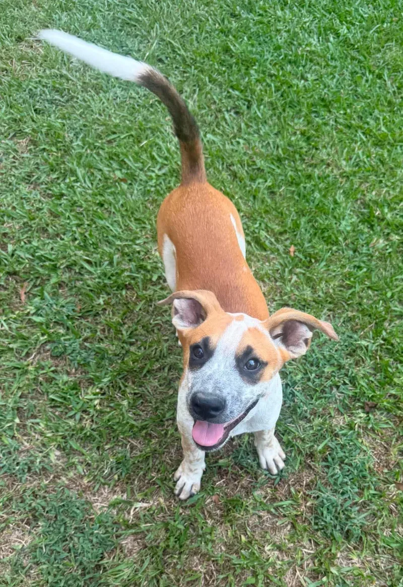A baby medium-sized male Mixed Breed dog named Gully HERE IN NH for adoption in Northwood, NH