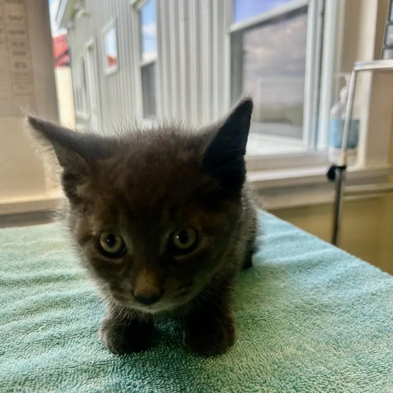A baby small-sized male Gray / Blue / Silver Domestic Short Hair cat named Viserys for adoption in East Smithfield , PA