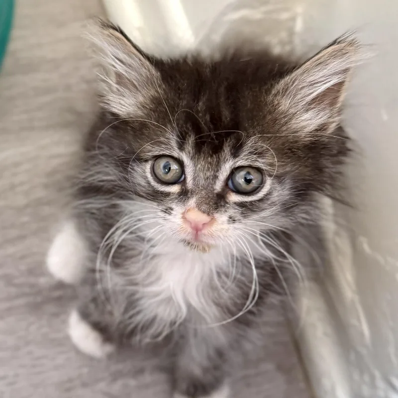 A baby medium-sized male Tabby (Buff / Tan / Fawn) Domestic Long Hair cat named Pallas for adoption in Mount Rainier, MD