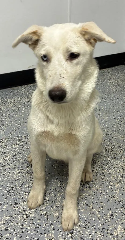 A baby medium-sized female Husky dog named Penelope for adoption in Seven Points, TX