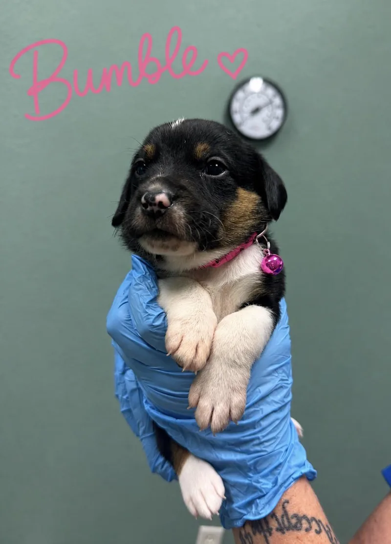 BumbleCoonhound Puppy