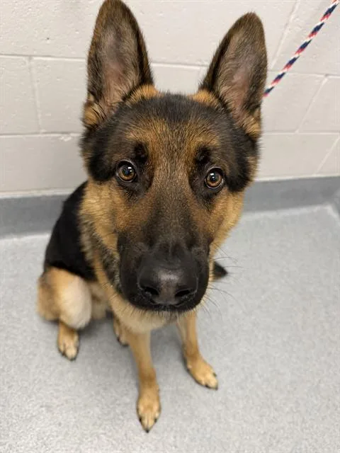 An adult large-sized male German Shepherd Dog dog named Wenshi for adoption in Indianapolis, IN