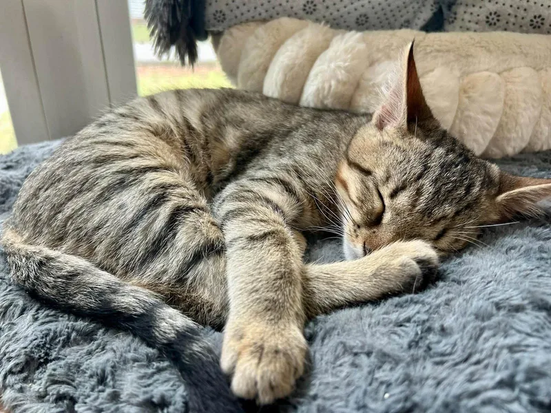 A young medium-sized male American Shorthair cat named Traffic Cone for adoption in Greenville, SC
