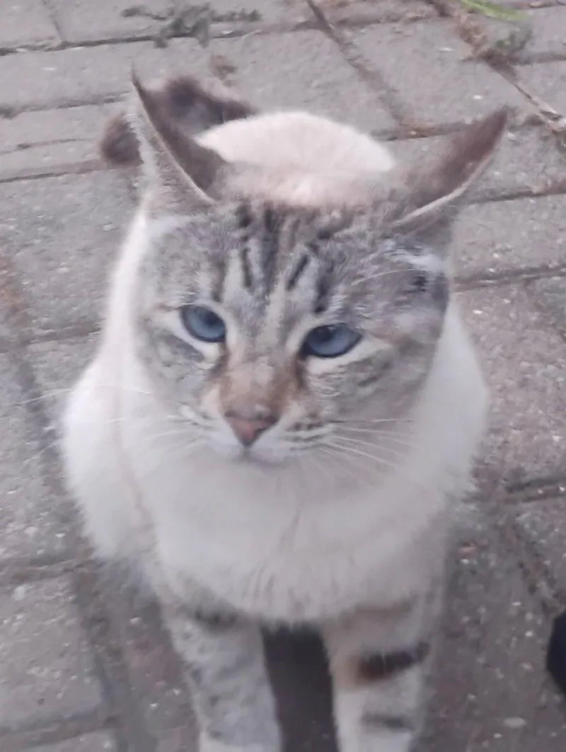 An adult medium-sized female Siamese cat named Lynx for adoption in Walnut Creek, CA