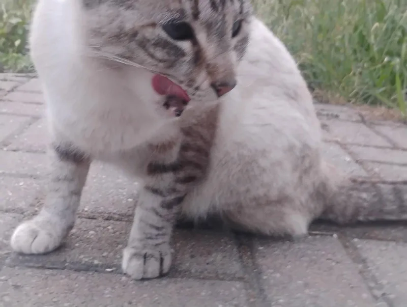 Lynx thumbnail 3
