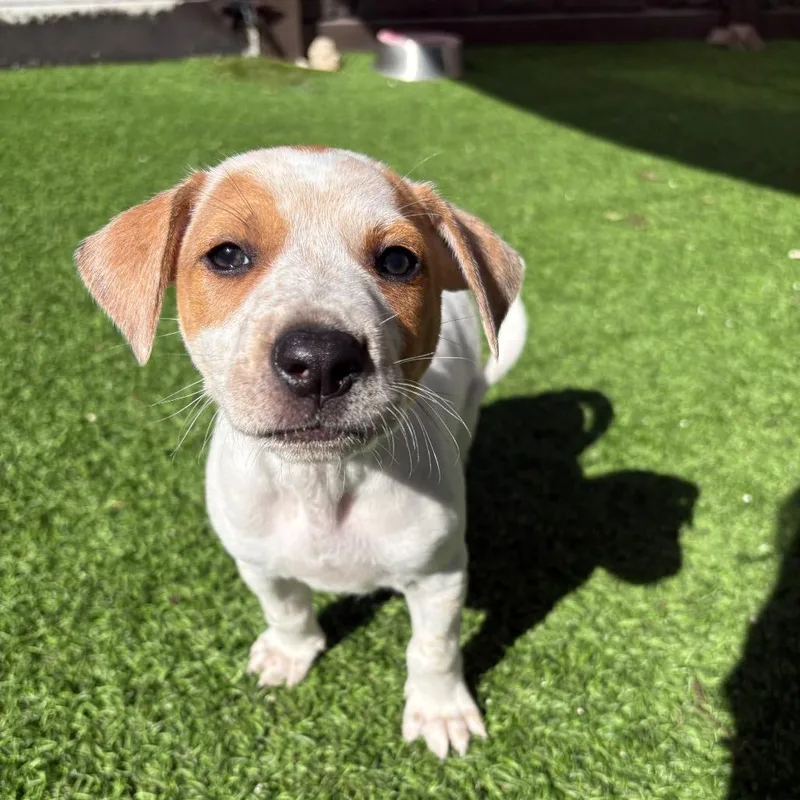 A young small-sized male White / Cream Mixed Breed dog named Roo for adoption in LOXAHATCHEE, FL