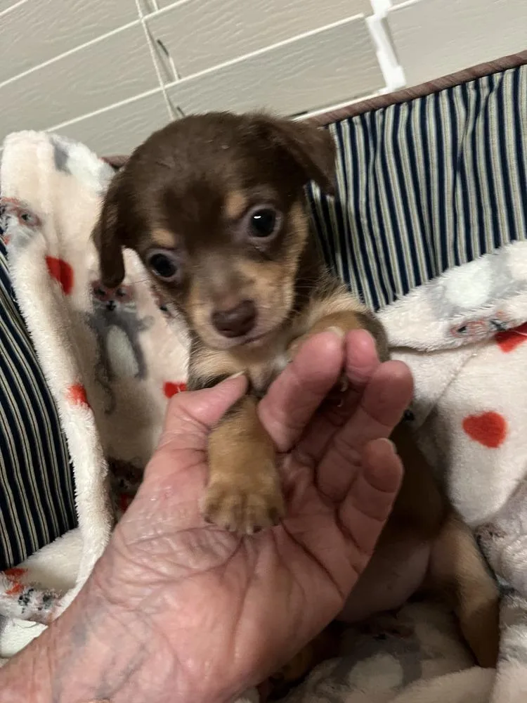 Mother's Love Girl