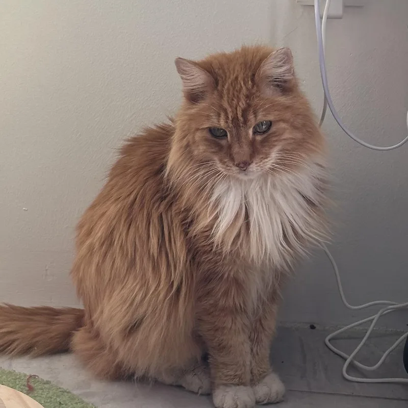 An adult small-sized male Orange / Red Domestic Medium Hair cat named Pickles Sonnen for adoption in Merrifield, VA