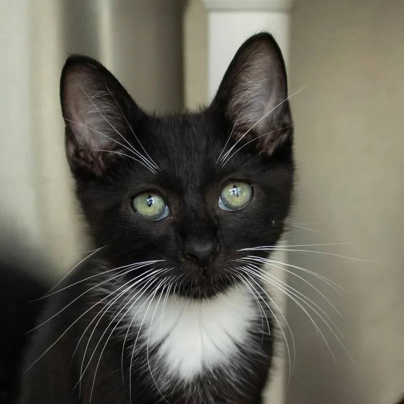 Chive